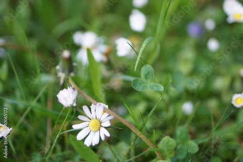 flower in the grass. daisy in the grass.