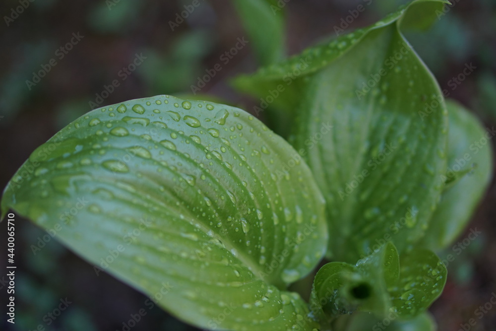 water drops on a leaf. rain drops on a leaf. dew on a leaf. water drops on a leaf. rain drops on a leaf. dew on a leaf.