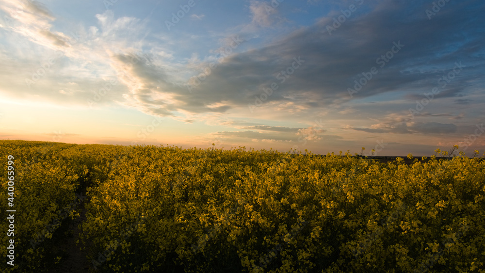 

Sunset illuminate, cross country Rapeseed field, light and shadow at Lubelszczyzna in Poland