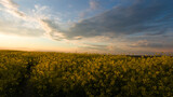 

Sunset illuminate, cross country Rapeseed field, light and shadow at Lubelszczyzna in Poland