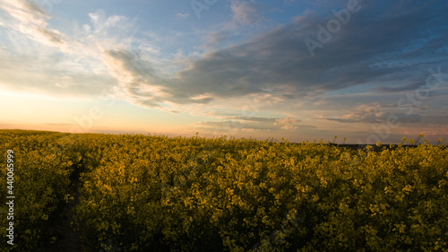 Sunset illuminate, cross country Rapeseed field, light and shadow at Lubelszczyzna in Poland
