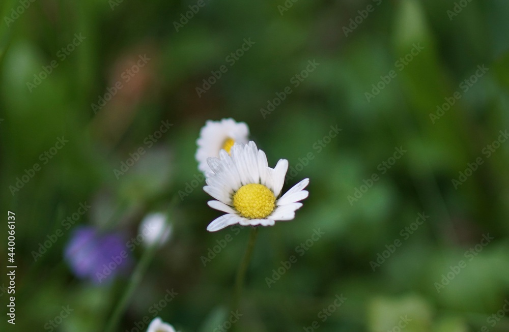 white daisy in the field. daisy in the grass. white daisy flower. white daisy in the field. daisy in the grass. white daisy flower.