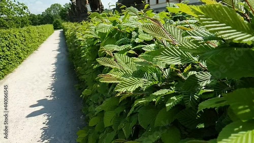 A gravel path in the castle park with green leaves fence, slow motion of leaves swaying in the wind.