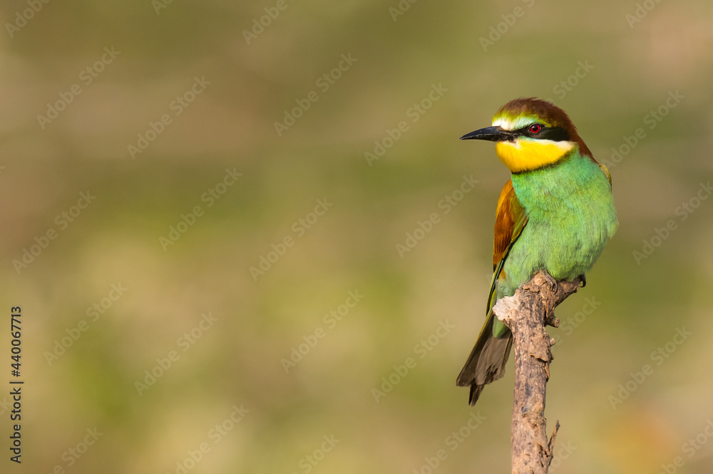 The European bee-eater sits on a branch The European bee-eater sits on a branch