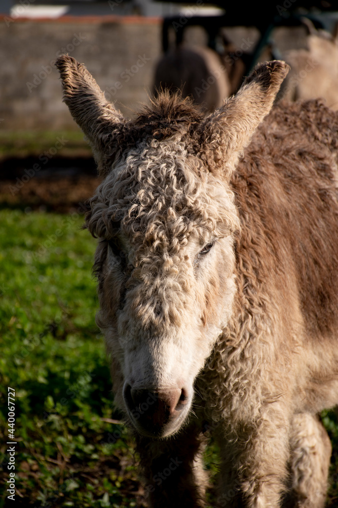 Fototapeta premium ane 009