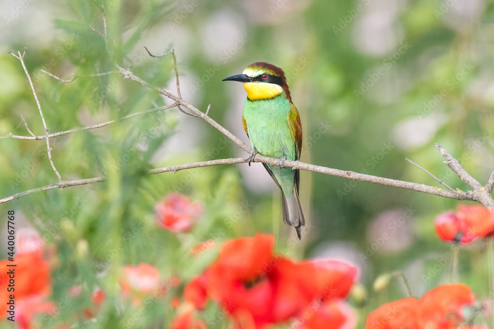 The European bee-eater sits on a branch