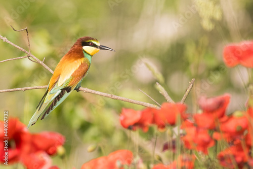 The European bee-eater sits on a branch