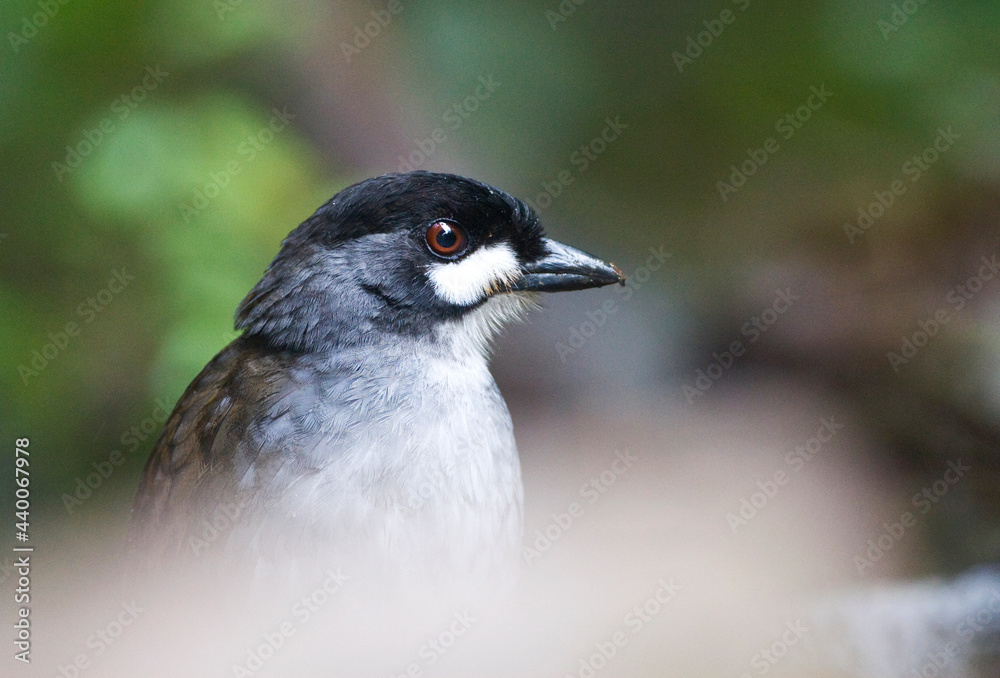 Fototapeta premium Jocotocomierpitta, Jocotoco Antpitta, Grallaria ridgelyi