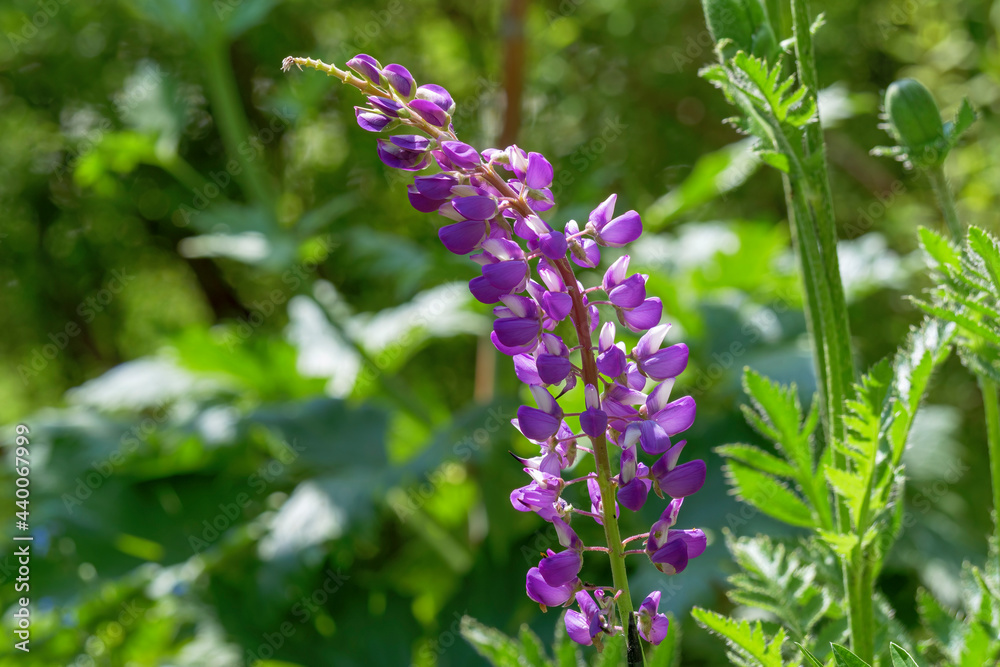 Blüte einer Lupine (Lupinus) Blüte einer Lupine (Lupinus)
