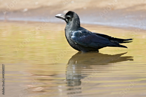 Dikbekkraai, Large-billed Crow, Corvus macrorhynchos