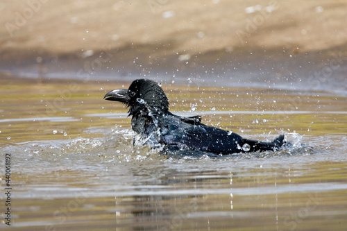 Dikbekkraai, Jungle Crow, Corvus macrorhynchos