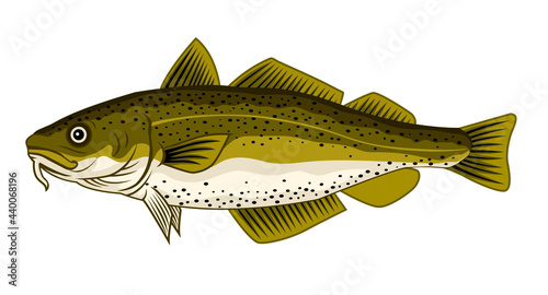 Vector illustration of a cod