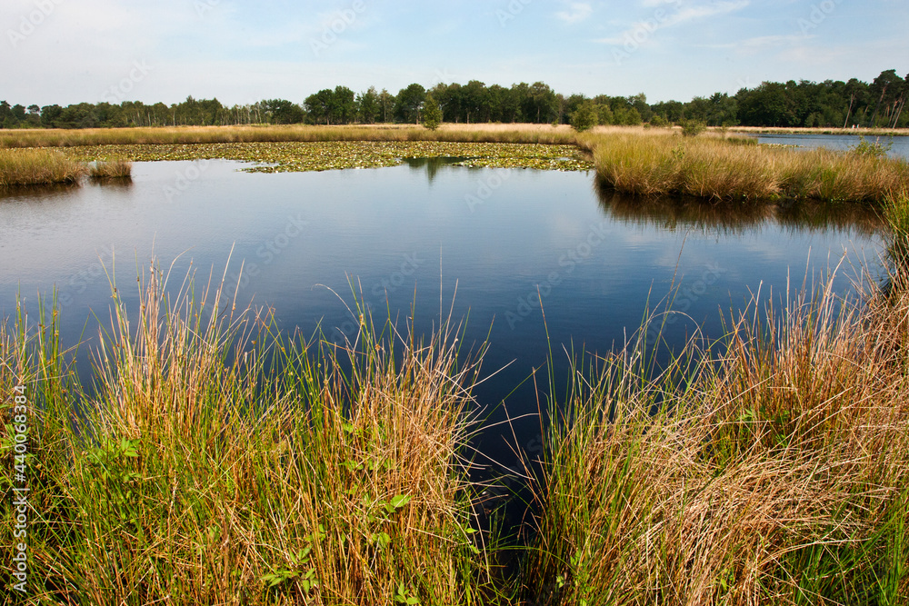 Landschap Kampina; Landscape Kampina, Netherlands