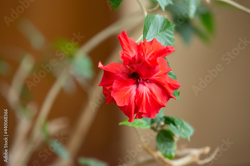Beautiful red Chinese rose on a beige background.