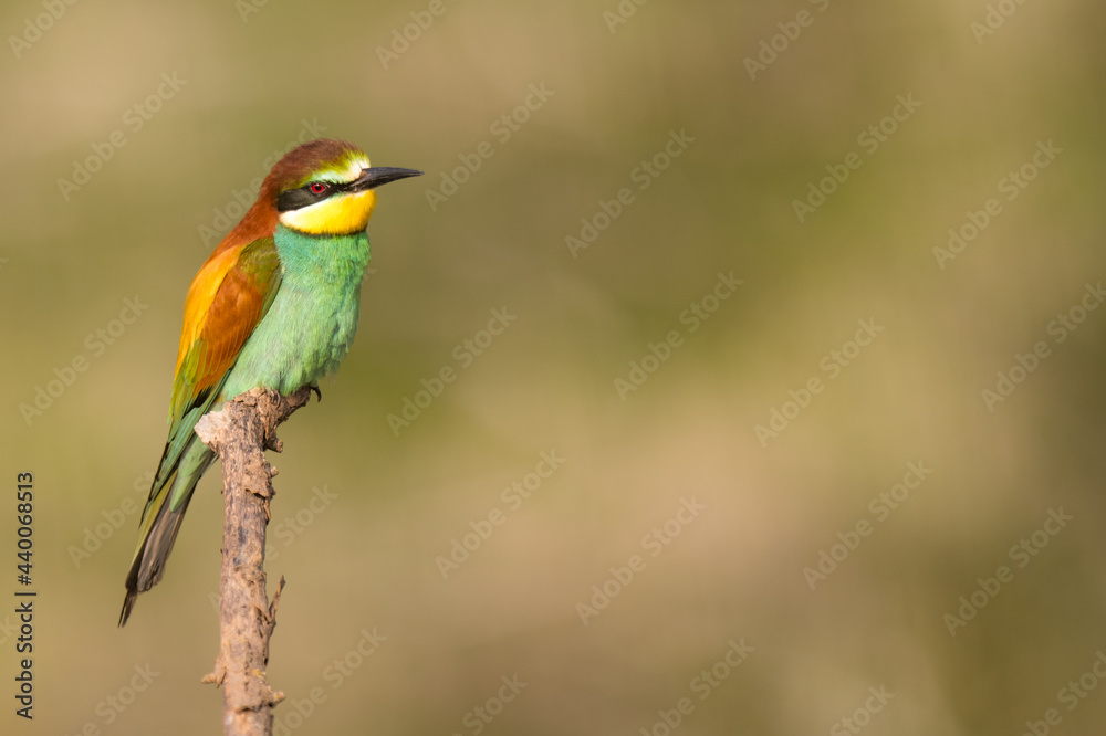 The European bee-eater sits on a branch