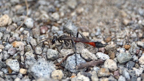 Burrowing wasp on the ground in a field in Cotacachi, Ecuador photo