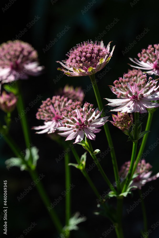 Close up of astrantia rosa, a free flowering garden perennial Close up of astrantia rosa, a free flowering garden perennial