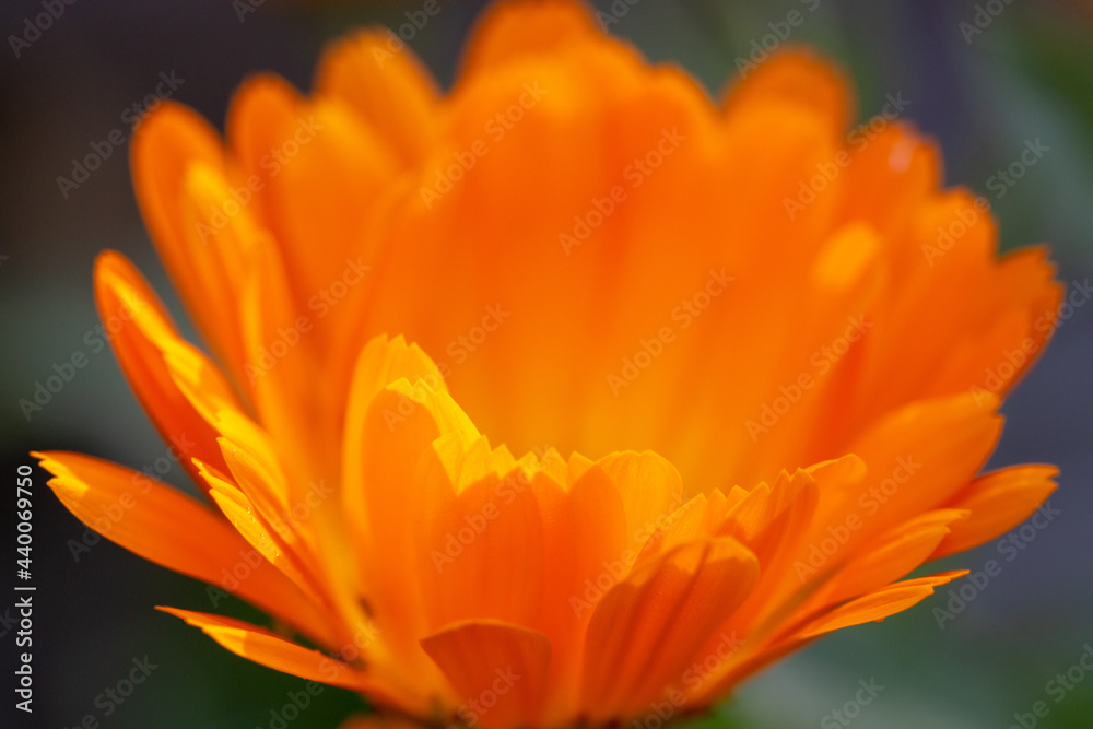 Close up of calendula or pot marigold flower Close up of calendula or pot marigold flower