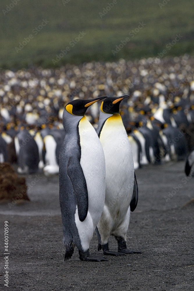 Fototapeta premium King Penguin, Koningspinguïn, Aptenodytes patagonicus