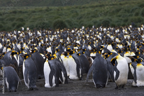 King Penguin  Koningspingu  n  Aptenodytes patagonicus