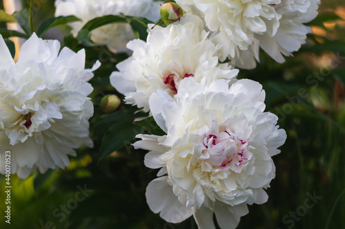 Fototapeta Naklejka Na Ścianę i Meble -  Luxurious white flowers peonies bloom in the park in summer