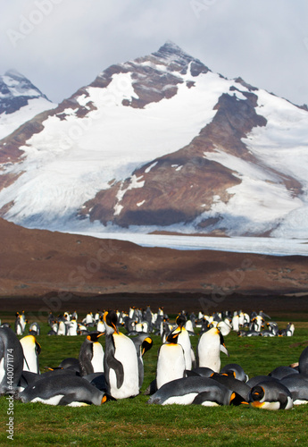 Koningspinguïn, King Penguin, Aptenodytes patagonicus photo