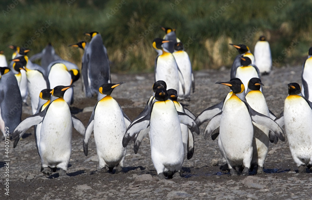 Fototapeta premium King Penguin, Koningspinguïn, Aptenodytes patagonicus