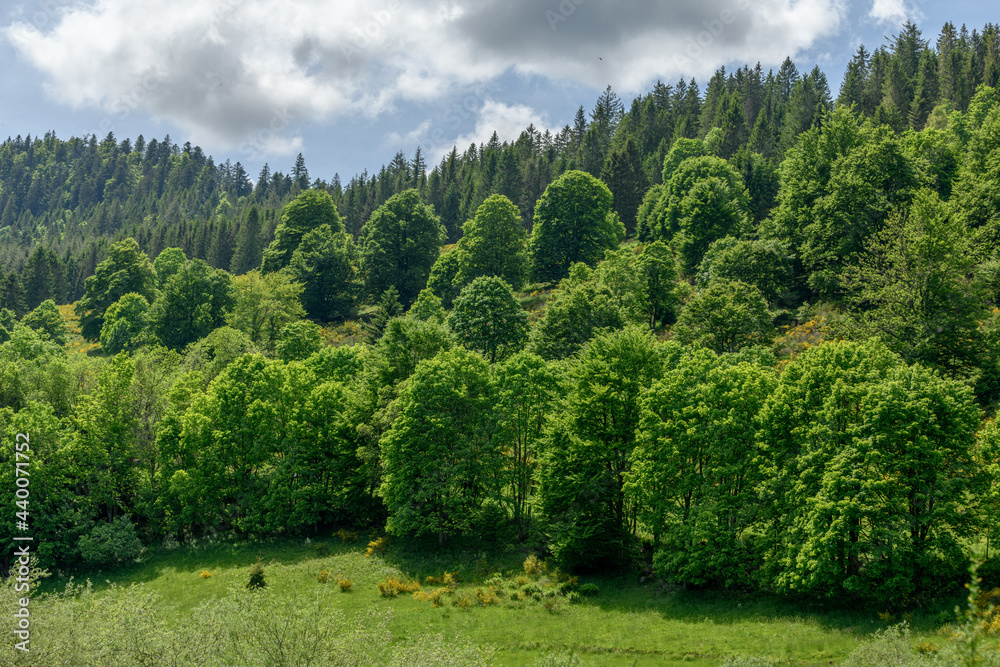 Landscape of the Vosges in spring near Gérardmer. Landscape of the Vosges in spring near Gérardmer.