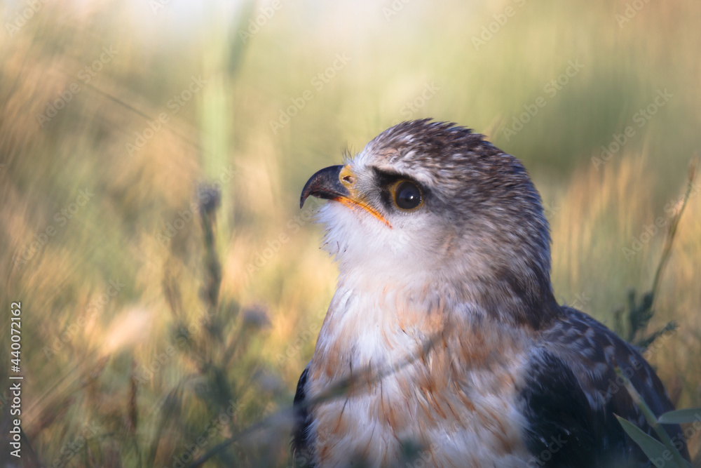 The black-eyed Elanus coeruleus is a bird of prey that lives near water and in the countryside and feeds on rodents, rabbits and small birds. The black-eyed Elanus coeruleus is a bird of prey that lives near water and in the countryside and feeds on rodents, rabbits and small birds.
