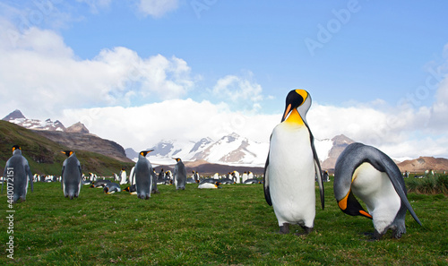 Koningspinguïn, King Penguin, Aptenodytes patagonicus photo