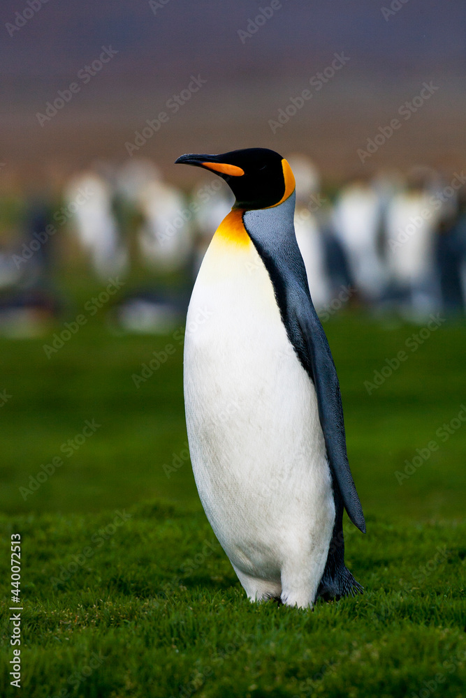 Naklejka premium Koningspinguïn, King Penguin, Aptenodytes patagonicus