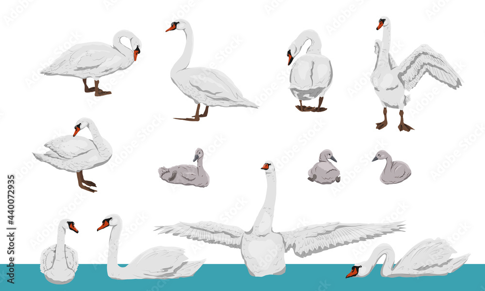 Fototapeta premium Mute swans set. White swans Cygnus olor and their chicks in different positions. Realistic vector wild birds