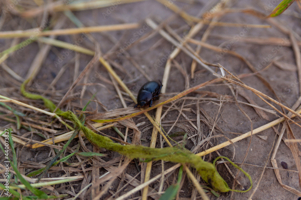 black beetle on dry grass on the ground black beetle on dry grass on the ground
