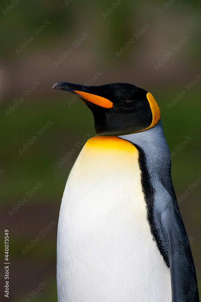 Obraz premium Koningspinguïn, King Penguin, Aptenodytes patagonicus