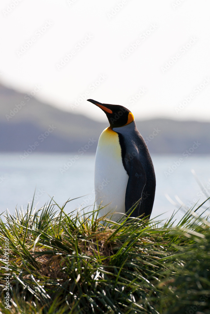 Fototapeta premium King Penguin, Koningspinguïn, Aptenodytes patagonicus