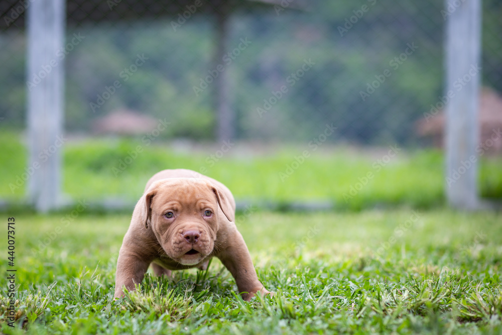 A cute brown pit bull, less than a month old, walks freely on the wide lawn in the dog farm. Prolific, stout puppies require a lot of love and care.