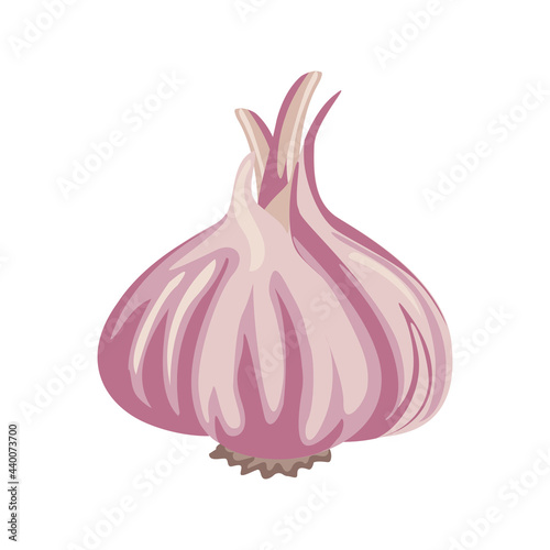 Cartoon vector illustration isolated object food gradient garlic