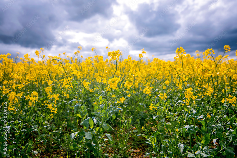 Rapeseed fields in the English Cotswolds