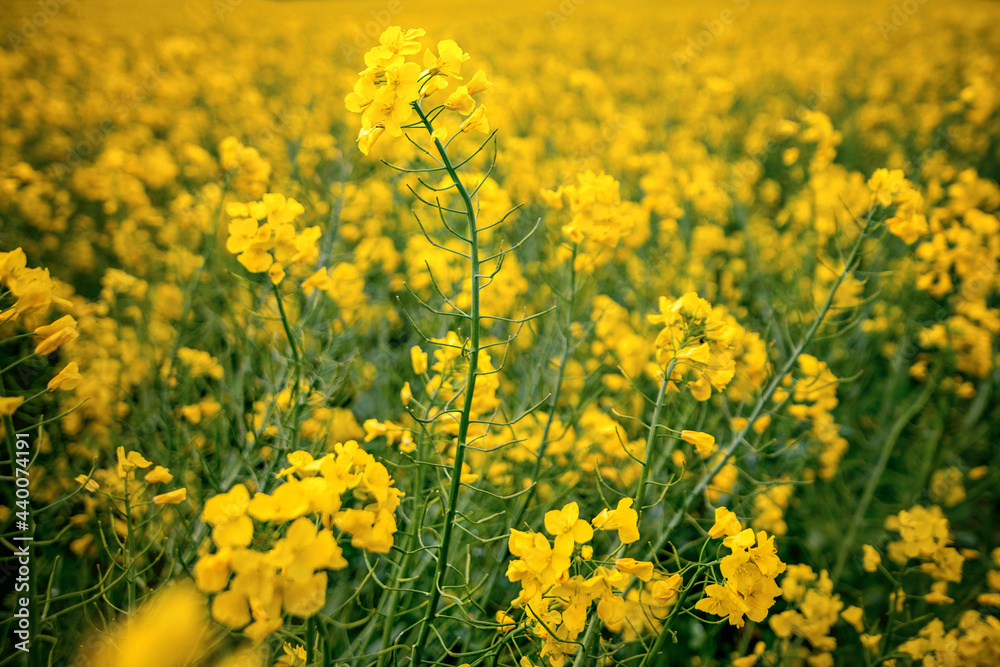Rapeseed field in full bloom Rapeseed field in full bloom