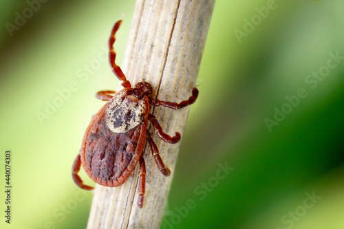 Female blood-sucking mite crawling down along a blade of dry grass with green blurred grass on the background photo