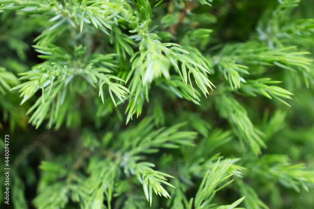 fresh green leaves spring background fresh green leaves spring background