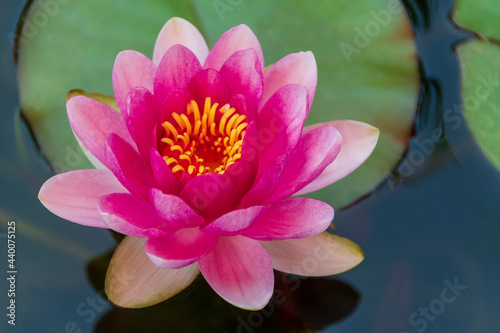 Water lotos - Seerose