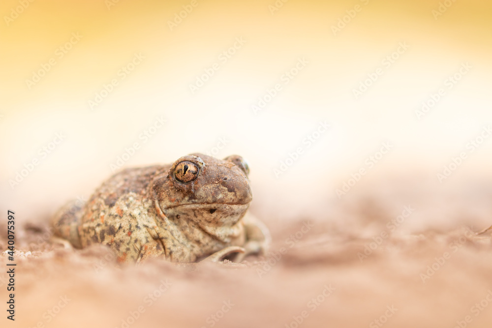 Obraz premium Knoblauchkröte - Pelobates fuscus