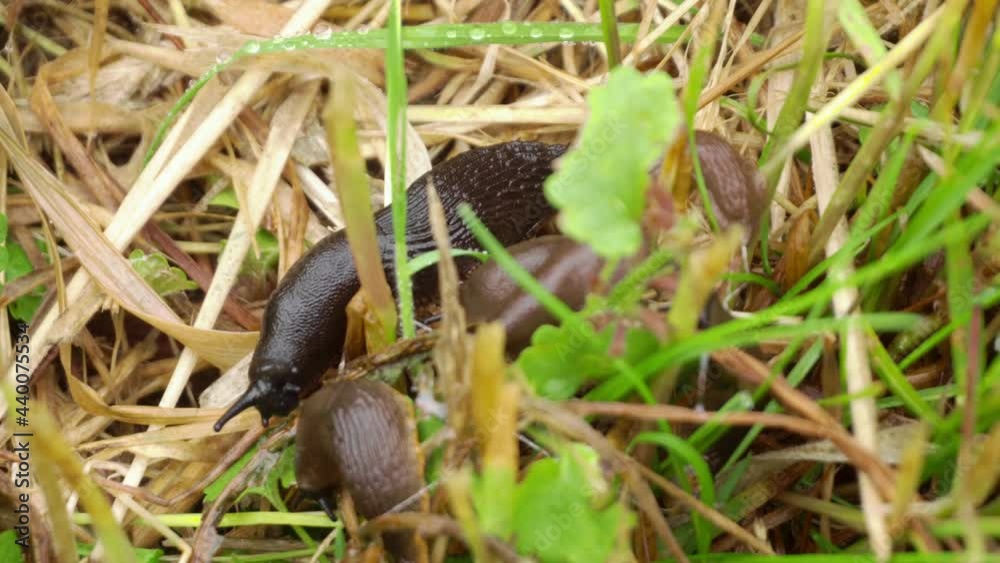 Big slimy brown snail slugs crawling in the garden Big slimy brown snail slugs crawling in the garden