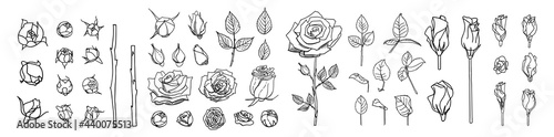 Big set of line roses and leaves. Rose bud illustration. Hand drawn flowers. Vector floral elements clipart. Perfect for decorations wedding cards, greeting cards, invitations.
