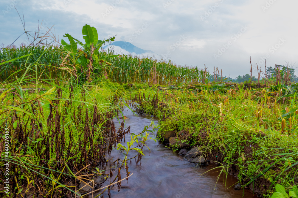Obraz premium rice field
