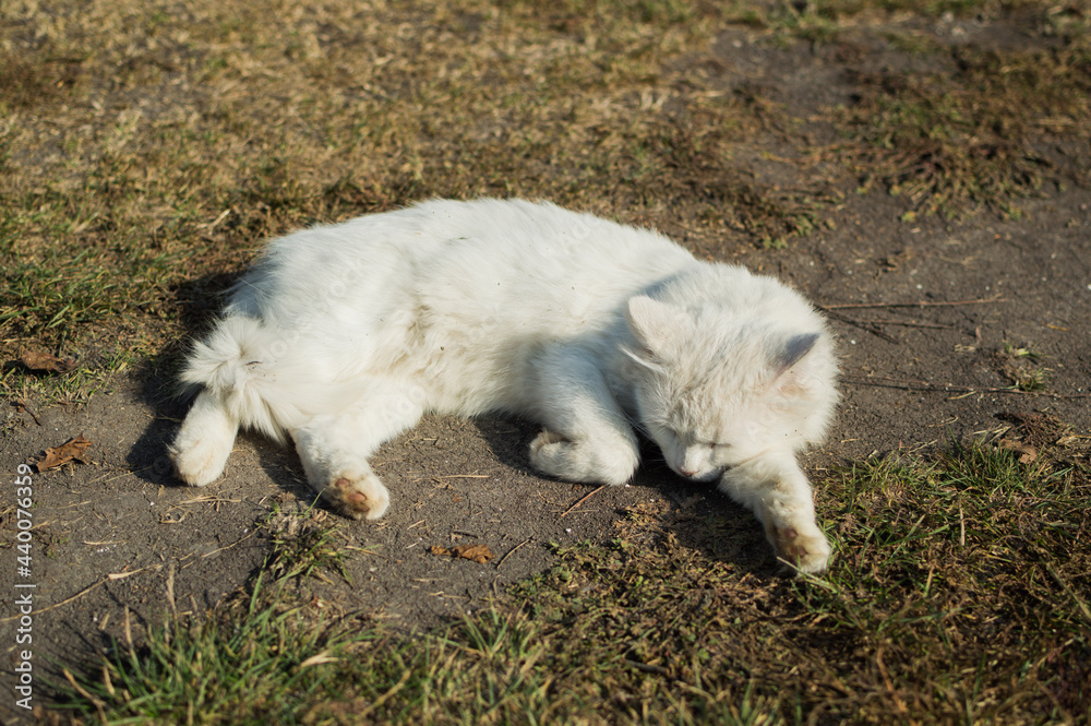 White fluffy cat basks on the path in the sunlight