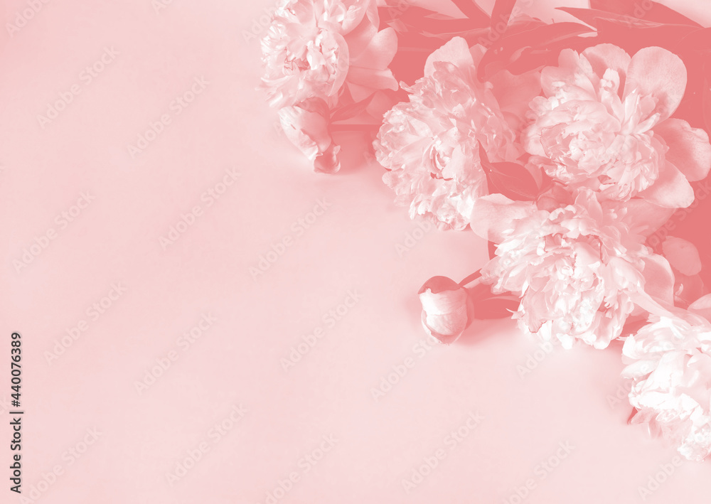 Obraz premium Bouquet of beige-pink peony flowers on a light paper background with space for text. Image for design of greeting cards on theme of wedding, Mother's Day, birthday and other greetings