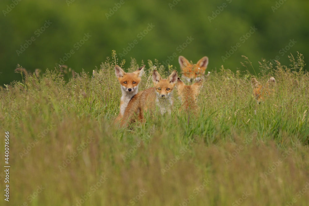 Fototapeta premium Little fox cubs in the meadow