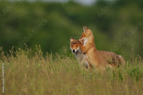 Fox cub playing with the mother fox on the meadow